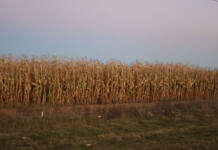 Slim grain margins threaten wider banking system, warns Land Bank economist