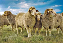 Merinos: the cornerstone of South Africa’s sheep industry