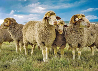 Merinos: the cornerstone of South Africa’s sheep industry