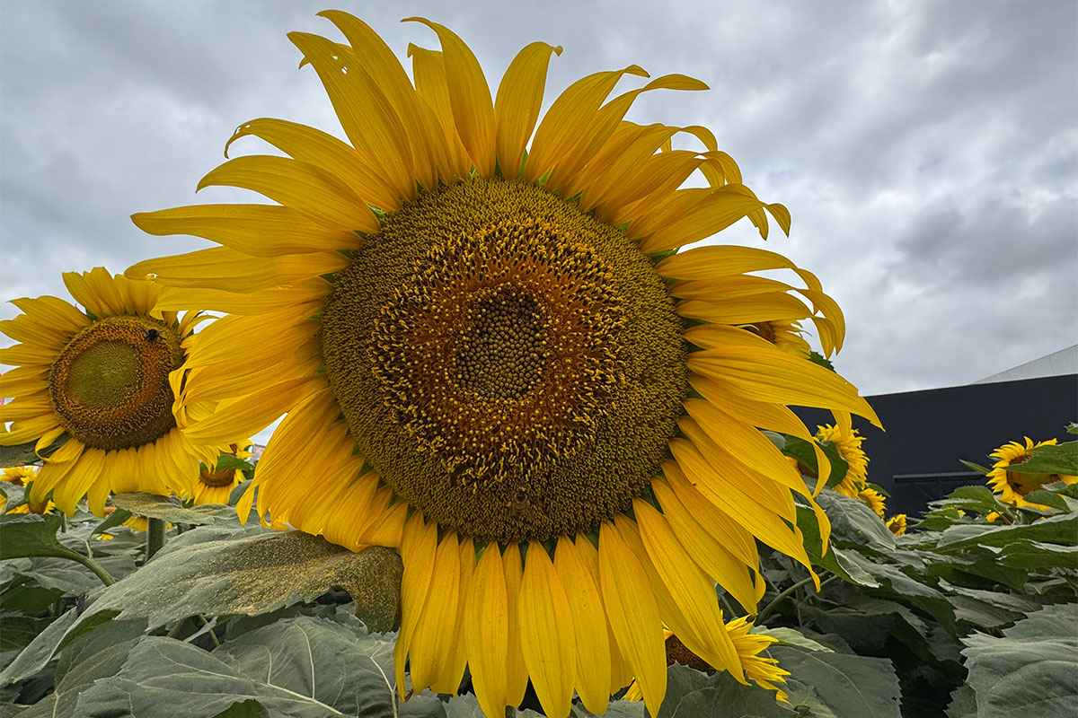 How grain and oilseed farmers are adapting under pressure