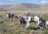 Demand for Nguni cattle grows due to its resilience to FMD