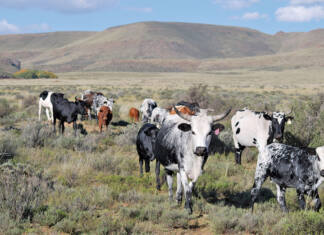 Demand for Nguni cattle grows due to its resilience to FMD