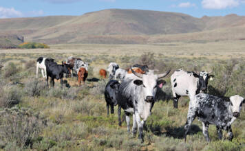 Demand for Nguni cattle grows due to its resilience to FMD