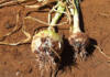 Identifying onion diseases