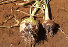 Identifying onion diseases