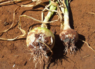 Identifying onion diseases