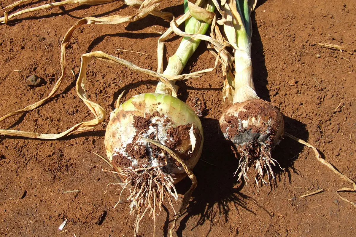 Identifying onion diseases