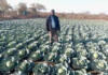 How Bulawayo youths reclaimed a wasteland with farming