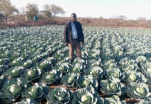 How Bulawayo youths reclaimed a wasteland with farming