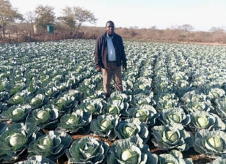 How Bulawayo youths reclaimed a wasteland with farming