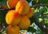 Hot weather, hailstorm lead to decline in 2025/26 canning fruit intake
