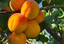Hot weather, hailstorm lead to decline in 2025/26 canning fruit intake