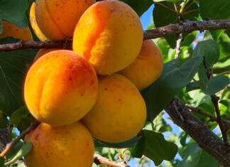 Hot weather, hailstorm lead to decline in 2025/26 canning fruit intake