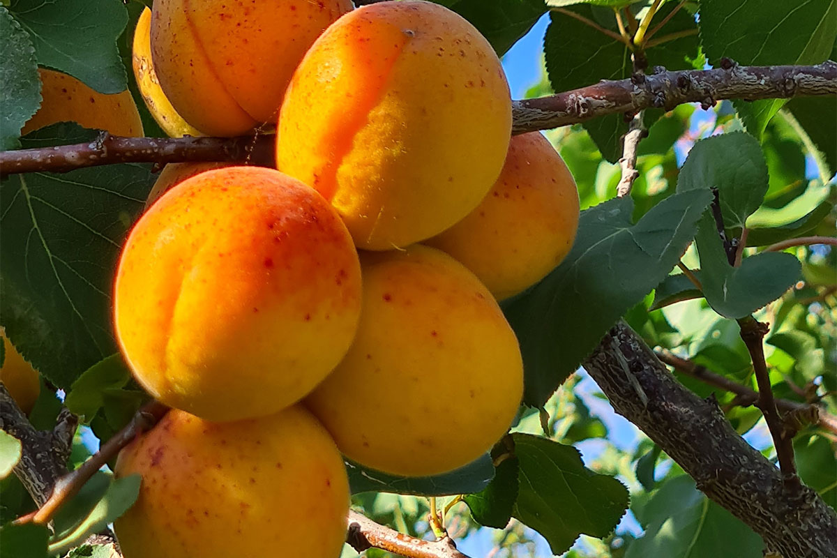 Hot weather, hailstorm lead to decline in 2025/26 canning fruit intake