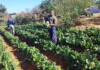 A new-generation farmer rooted in purpose