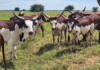Crossbreeding with Ankole: the hardy advantage