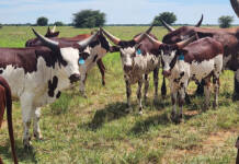 Crossbreeding with Ankole: the hardy advantage