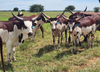 Crossbreeding with Ankole: the hardy advantage