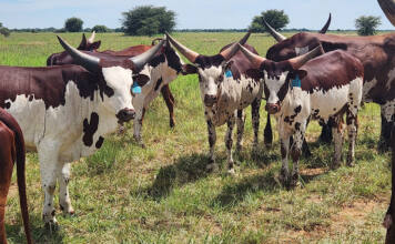 Crossbreeding with Ankole: the hardy advantage