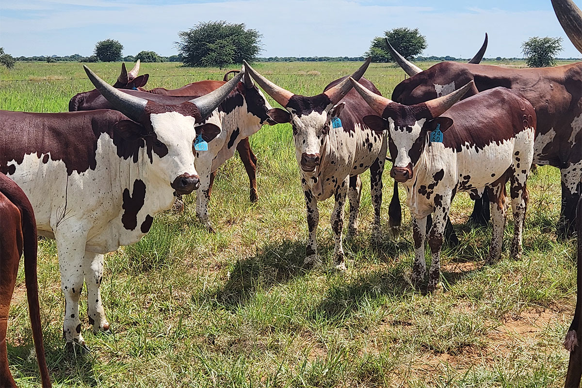 Crossbreeding with Ankole: the hardy advantage