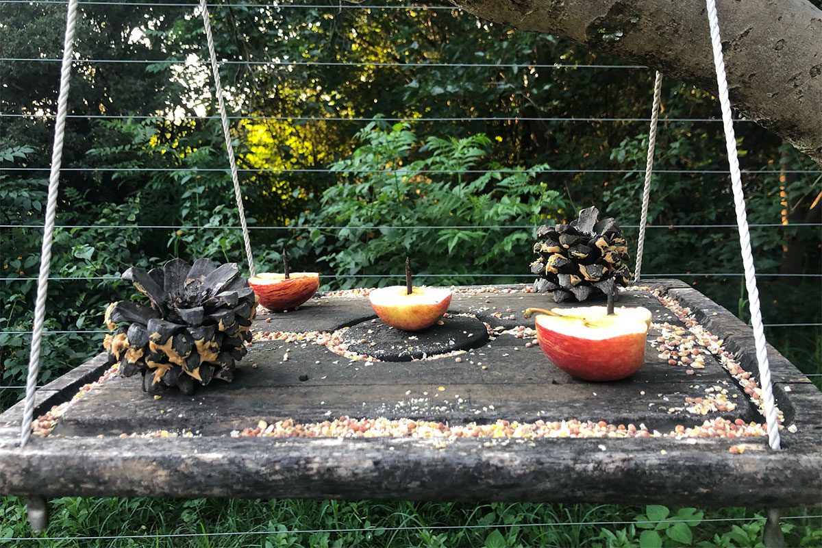 DIY budget-friendly bird feeders