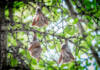 How agriculture benefits from bats