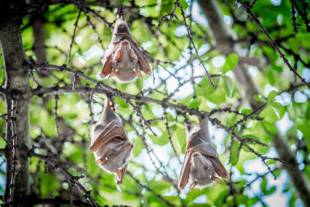 Farm Rattle Bat How agriculture benefits from bats