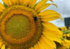 Sunflower: a crop that found its home in Argentina