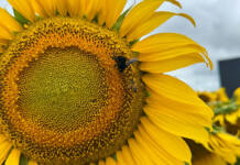 Sunflower: a crop that found its home in Argentina