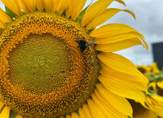 Sunflower: a crop that found its home in Argentina
