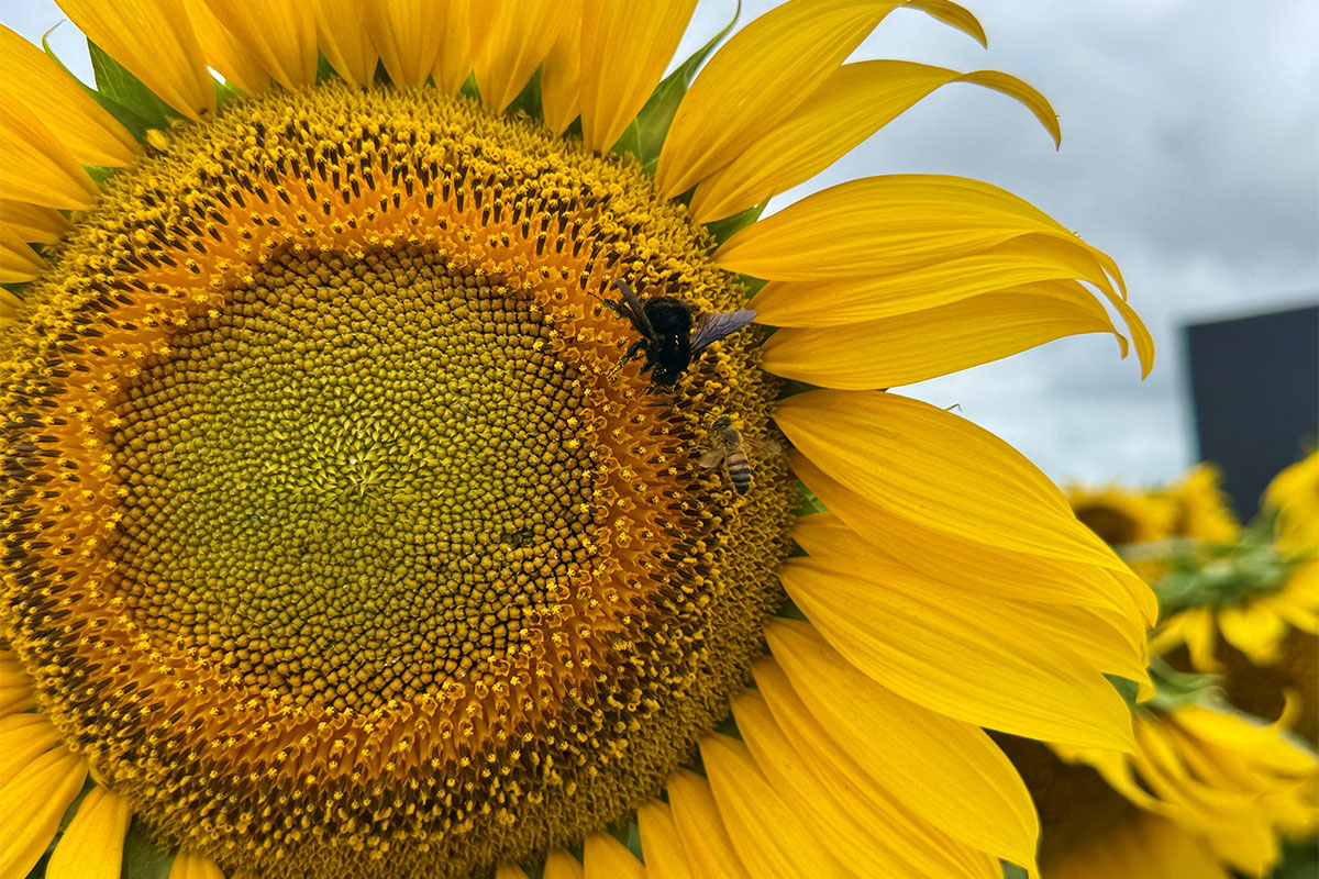 Sunflower: a crop that found its home in Argentina