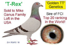 The family tree of superior SA racing pigeon Golden TT (part two)