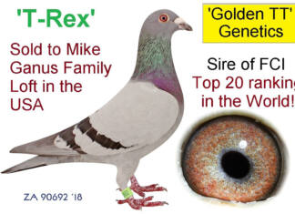 The family tree of superior SA racing pigeon Golden TT (part two)