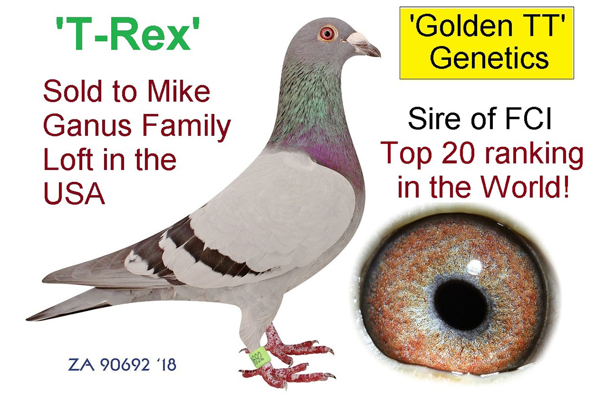 The family tree of superior SA racing pigeon Golden TT (part two)