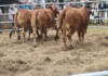 Bulawayo Agricultural Show goes ahead despite FMD outbreak