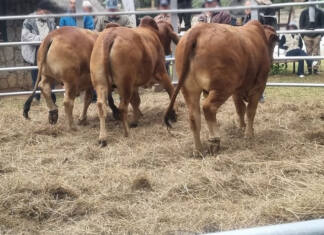 Bulawayo Agricultural Show goes ahead despite FMD outbreak