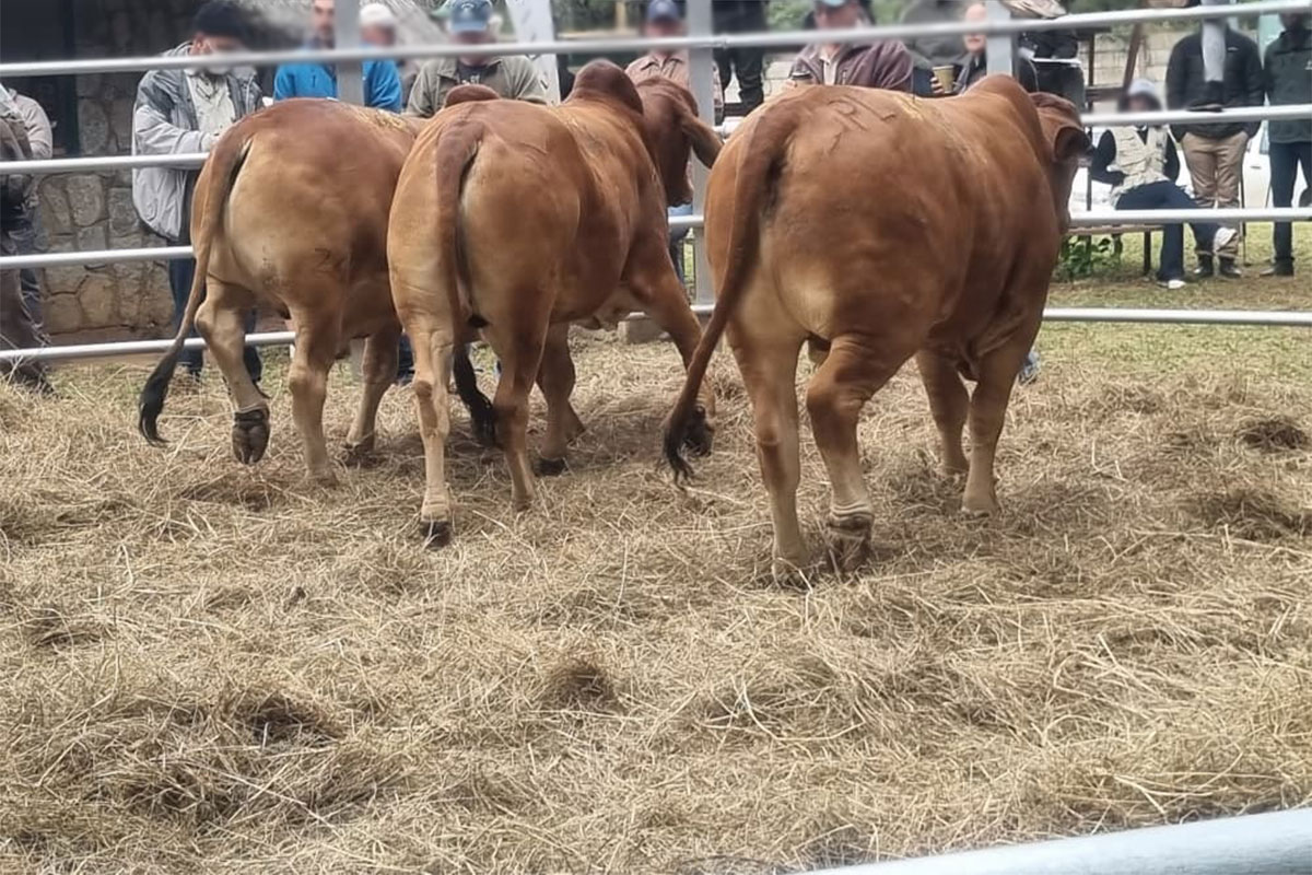 Bulawayo Agricultural Show goes ahead despite FMD outbreak