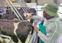 FMD vaccine rollout under pressure as Parliament flags concerns A veterinary worker vaccinates