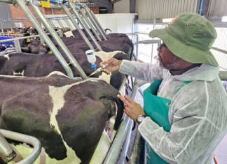 FMD vaccine rollout under pressure as Parliament flags concerns A veterinary worker vaccinates