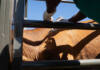Final FMD vaccination scheme tightens compliance for livestock owners