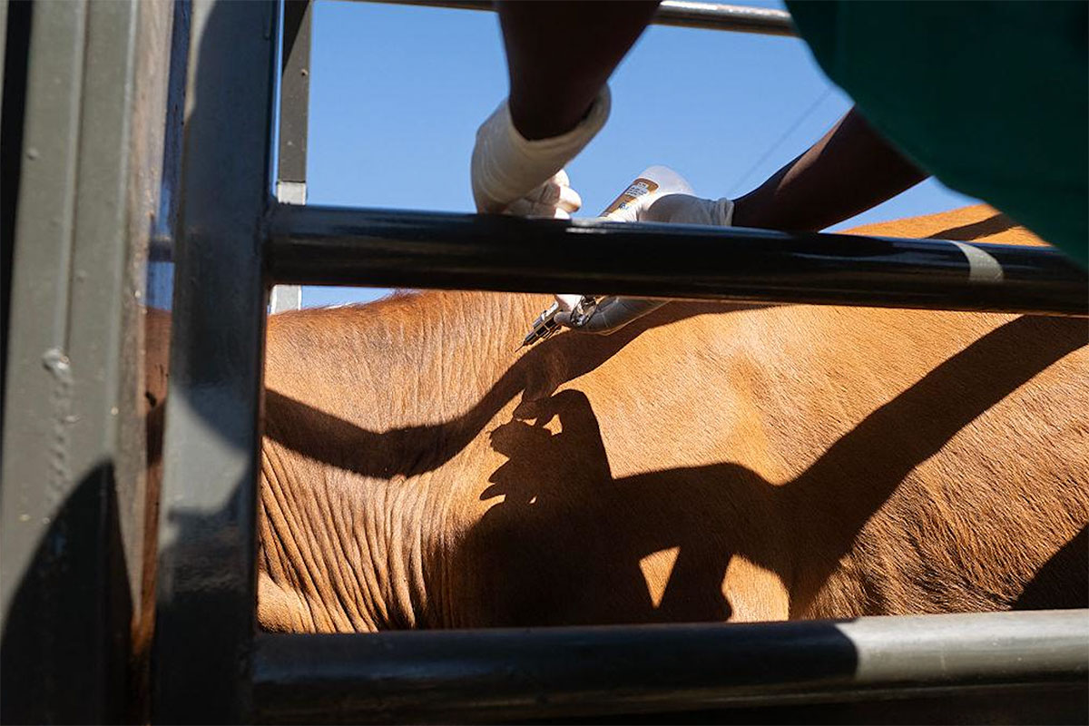 Final FMD vaccination scheme tightens compliance for livestock owners