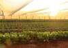 Redefining irrigation efficiency with systems thinking