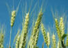 Wheat farmers under pressure as tariff delays deepen uncertainty