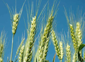 Wheat farmers under pressure as tariff delays deepen uncertainty