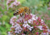 How beekeepers can boost their hives with the right forage and care