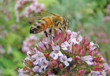 How beekeepers can boost their hives with the right forage and care