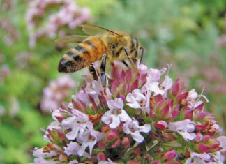 How beekeepers can boost their hives with the right forage and care