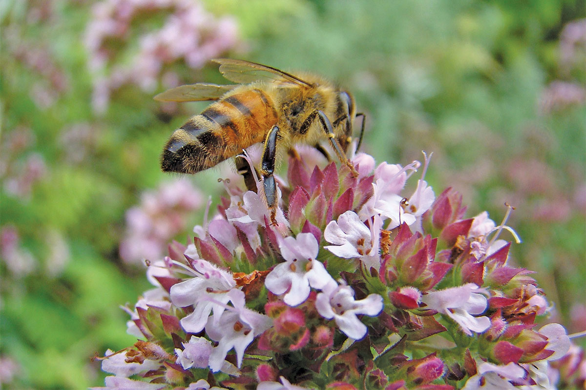 How beekeepers can boost their hives with the right forage and care