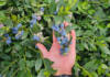 South Africa’s blueberry growers face rising global pressure
