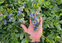 South Africa’s blueberry growers face rising global pressure